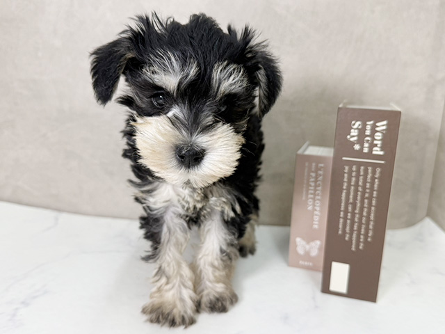 ミニチュアシュナウザー