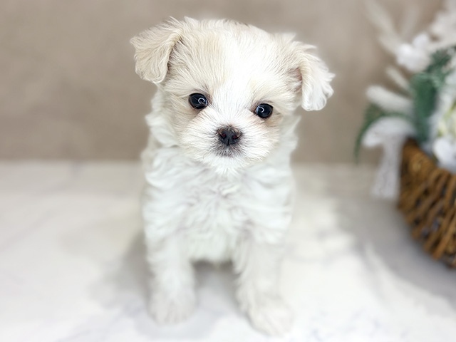 大阪府のチワマル/マルチワ(チワワ×マルチーズ) (ペッツファースト茶屋町店/2026年1月12日生まれ/男の子/クリームホワイト)の子犬の1枚目の画像