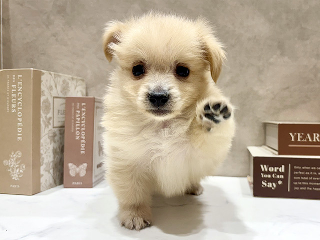 奈良県のポメックス(ポメラニアン×ダックス) (ペッツファースト橿原店/2026年1月10日生まれ/男の子/クリーム)の子犬の1枚目の画像