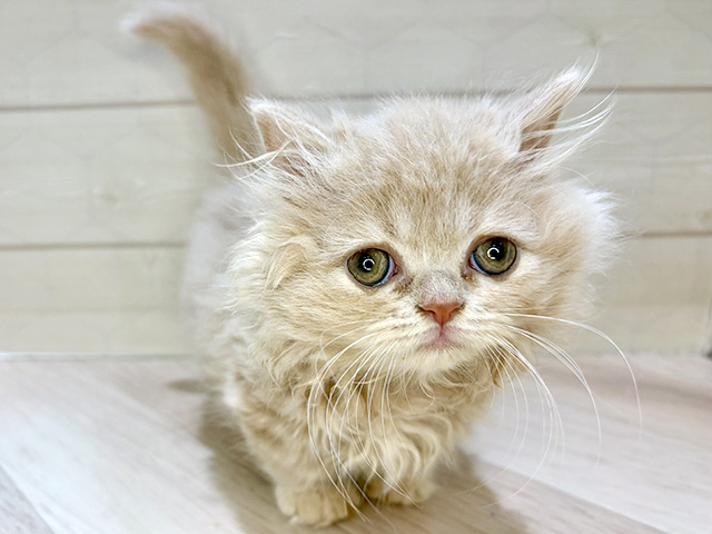 埼玉県のミヌエット (ペッツファーストレイクタウン店/2026年1月12日生まれ/女の子/クリームタビー)の子猫の1枚目の画像