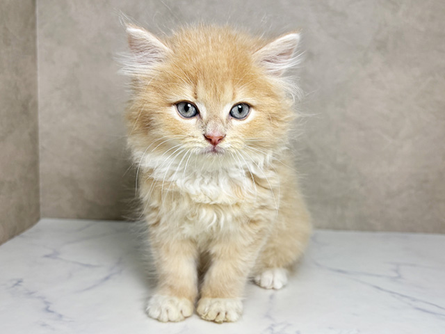 大阪府のラガマフィン (ペッツファースト東大阪店/2026年1月10日生まれ/男の子/クリームタビーホワイト)の子猫の1枚目の画像