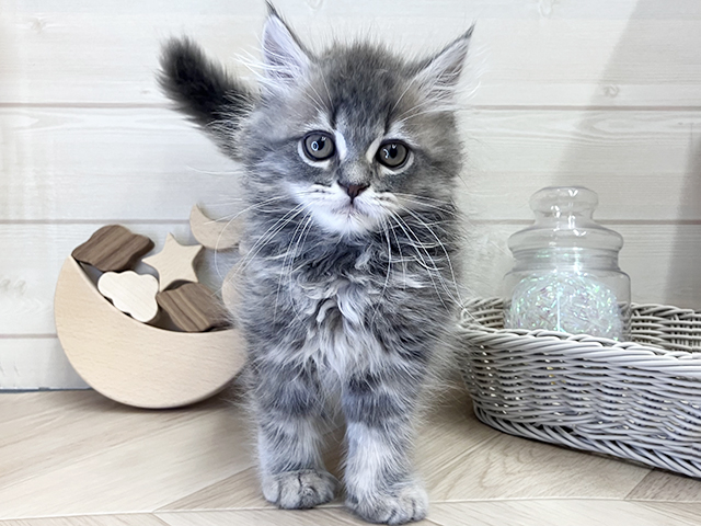 愛知県のラガマフィン (ペッツファースト大高店/2026年1月11日生まれ/男の子/ブルータビー)の子猫の1枚目の画像