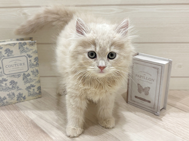 愛知県のラガマフィン (ペッツファースト岡崎店/2026年1月11日生まれ/女の子/クリームタビー)の子猫の1枚目の画像