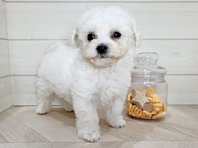 ビションフリーゼ