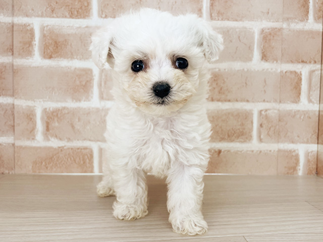 埼玉県のビションフリーゼ (ペッツファーストさいたま新都心店/2026年1月12日生まれ/女の子/ホワイト)の子犬の1枚目の画像