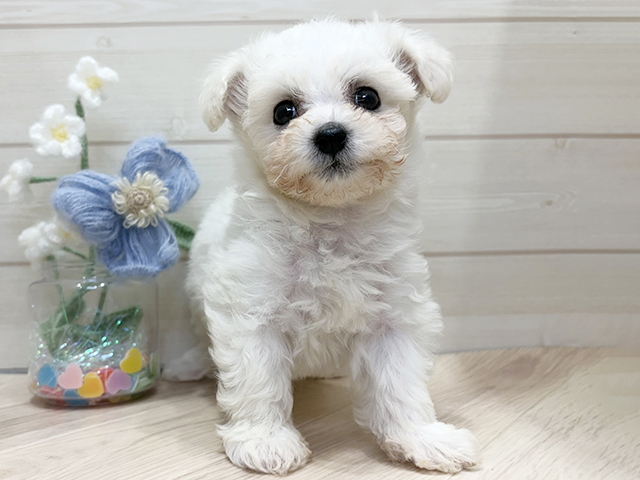 ビションフリーゼ