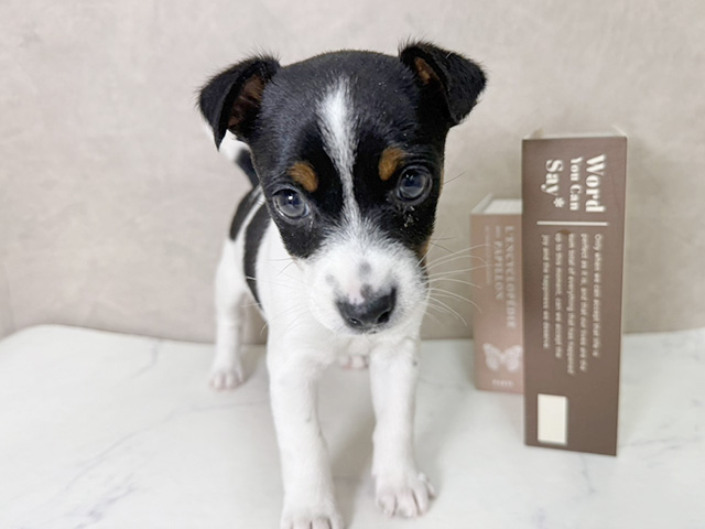 ジャックラッセルテリア, 性別 男の子, 誕生日 2026/01/12, 毛色 ブラックタンホワイト, 出身 愛媛県, 店舗 名古屋南店(愛知県), お問い合わせ番号 2561731