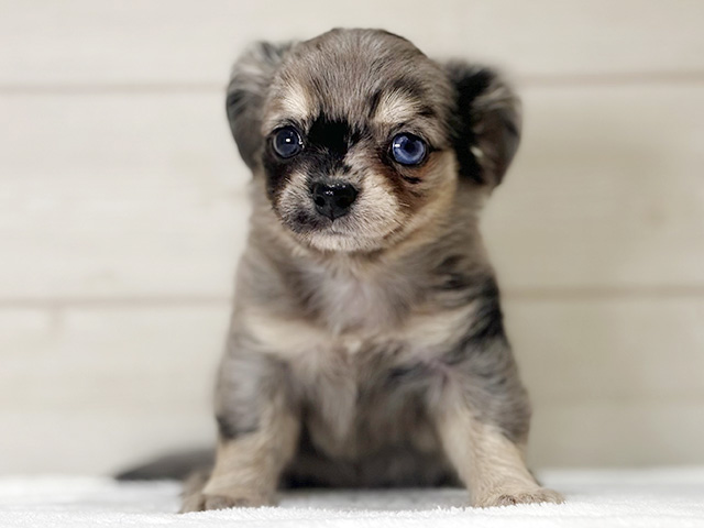 大阪府のチワックス(チワワ×ダックス) (ペッツファースト梅田店/2026年1月12日生まれ/女の子/シルバーダップル)の子犬の1枚目の画像