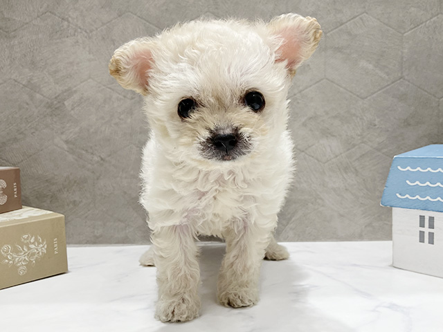 東京都のチワプー/プーチー(チワワ×プードル) (ペッツファースト晴海店/2026年1月5日生まれ/女の子/クリーム)の子犬
