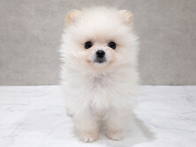 東京都のポメラニアン (ペッツファースト中野店/2025年12月16日生まれ/女の子/クリーム)の子犬