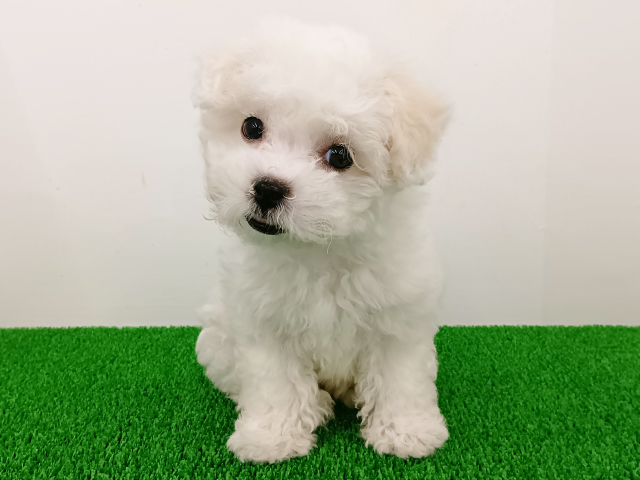 富山県のビションフリーゼ (ペッツファースト富山店/2026年1月15日生まれ/女の子/ホワイト)の子犬の1枚目の画像