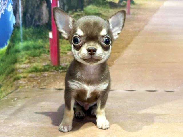 埼玉県のチワワ(スムース) (ペッツファースト与野店/2026年1月15日生まれ/男の子/チョコレートタンホワイト)の子犬の1枚目の画像