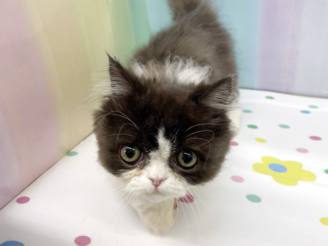 神奈川県のミヌエット (ペッツファースト湘南平塚店/2025年12月29日生まれ/男の子/ブラックホワイト)の子猫の1枚目の画像