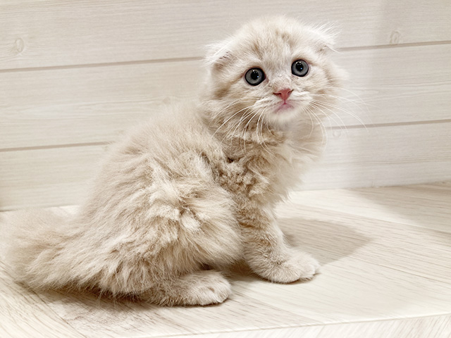 スコティッシュフォールド