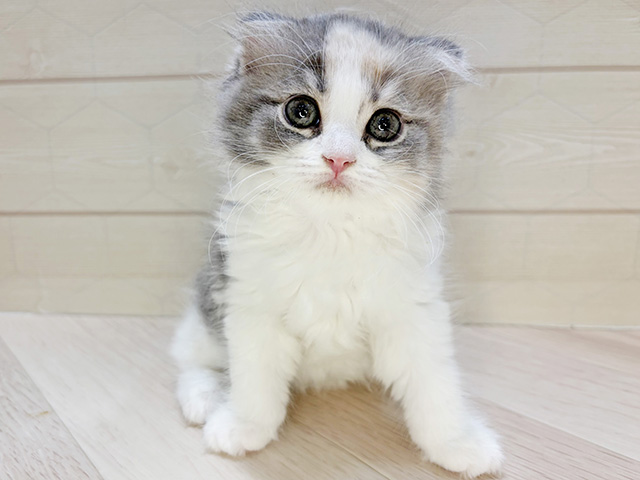 埼玉県のスコティッシュフォールド (ペッツファーストレイクタウン店/2026年1月6日生まれ/女の子/ダイリュートキャリコ)の子猫の1枚目の画像