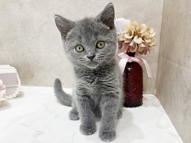 ブリティッシュ