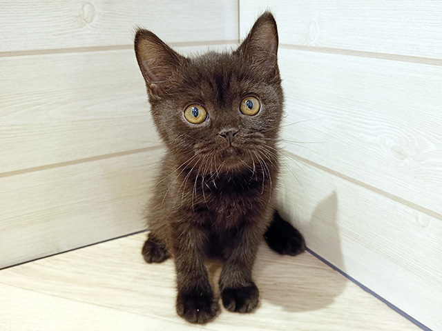 神奈川県のブリティッシュショートヘアー (ペッツファースト川崎店/2026年1月13日生まれ/男の子/チョコレート)の子猫