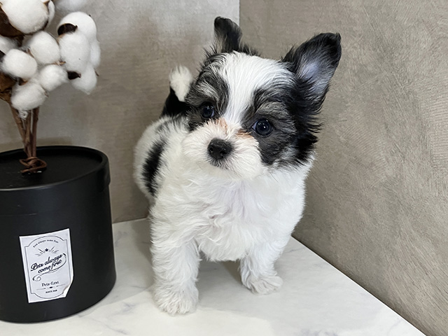 広島県のチワマル/マルチワ(チワワ×マルチーズ) (ペッツファースト広島祇園店/2026年1月13日生まれ/男の子/ホワイトブラックタン)の子犬の1枚目の画像