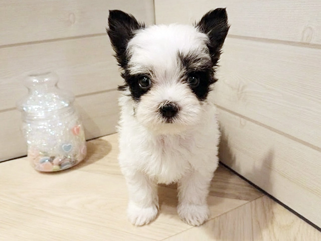 神奈川県のチワマル/マルチワ(チワワ×マルチーズ) (ペッツファースト川崎店/2026年1月13日生まれ/男の子/パーティーカラー)の子犬