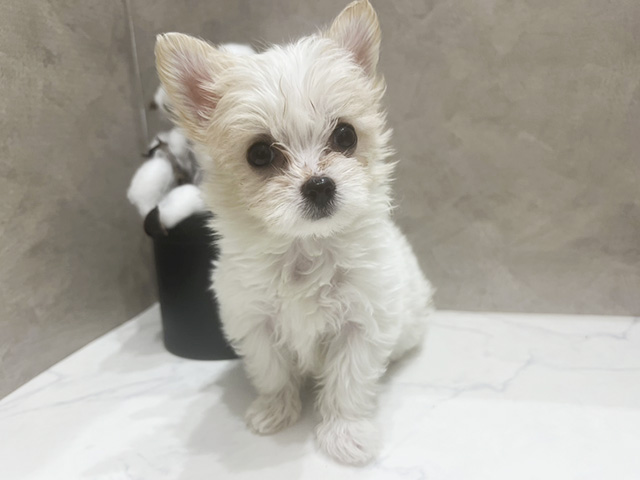 広島県のチワマル/マルチワ(チワワ×マルチーズ) (ペッツファースト宇品店/2026年1月13日生まれ/女の子/パーティーカラー)の子犬の1枚目の画像