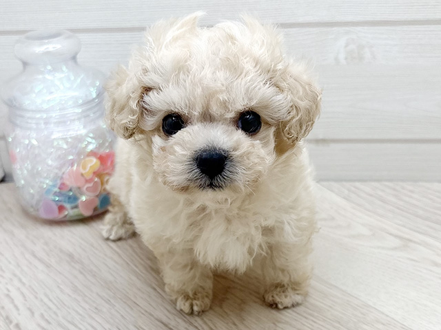 トイプードルミックス