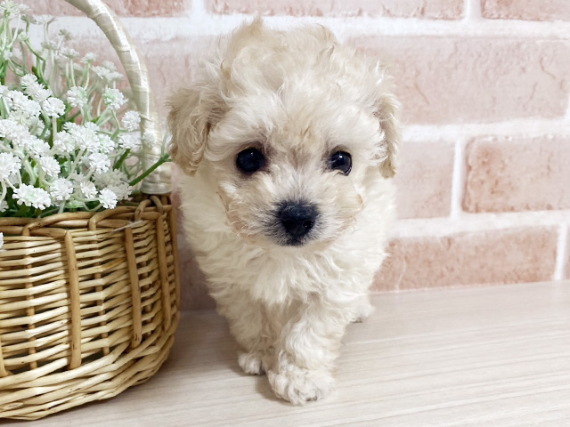 トイプードルミックス