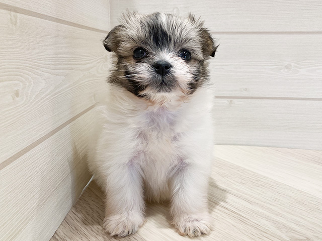 東京都のポメマル/マルポメ(ポメラニアン×マルチーズ) (ペッツファースト豊洲店/2026年1月13日生まれ/女の子/レッドホワイト)の子犬の1枚目の画像