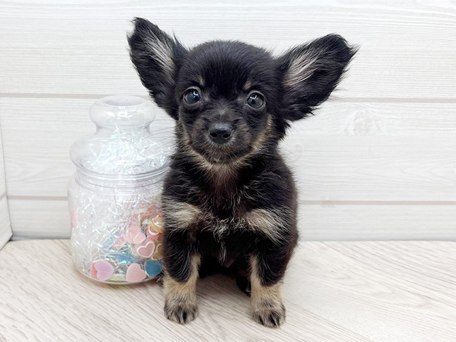 東京都のポメックス(ポメラニアン×ダックス) (ペッツファースト渋谷店/2026年1月13日生まれ/男の子/ブラックタン)の子犬の1枚目の画像