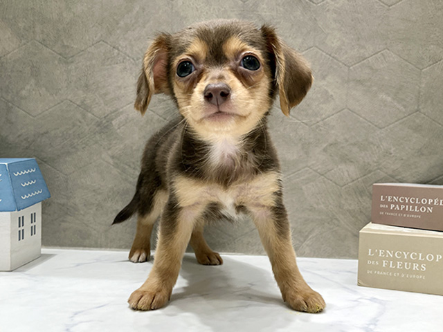 ミニチュアダックスフンドミックス