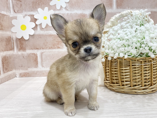 福岡県のチワワ(ロング) (ペッツファースト筑紫野店/2026年1月11日生まれ/男の子/レッドホワイト)の子犬