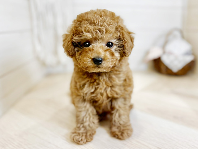 東京都のトイプードル(トイ) (ペッツファースト昭島店/2026年1月13日生まれ/男の子/アプリコット)の子犬