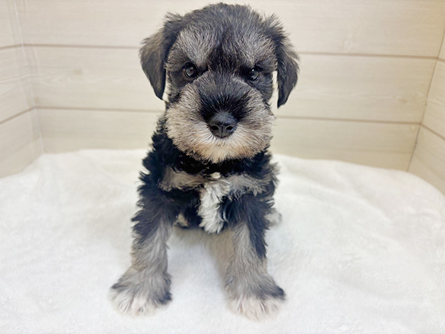 ミニチュアシュナウザー