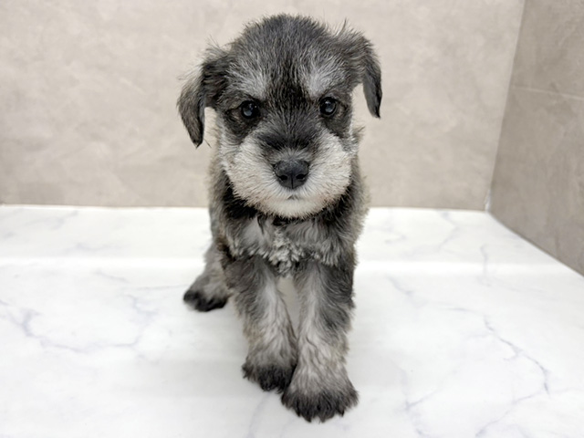 ミニチュアシュナウザー