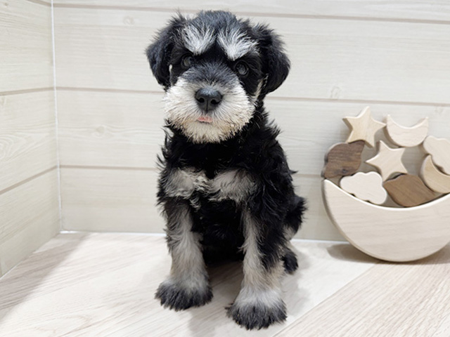 ミニチュアシュナウザー