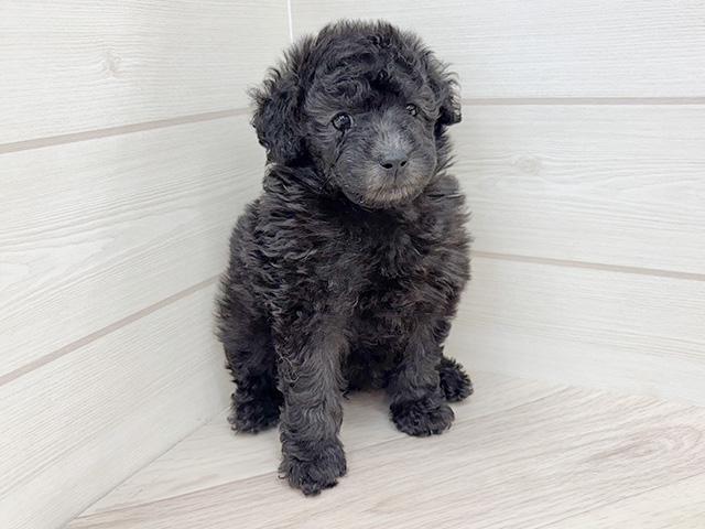 千葉県のトイプードル(トイ) (ペッツファースト市川コルトンプラザ店/2026年1月13日生まれ/女の子/シルバー)の子犬の1枚目の画像