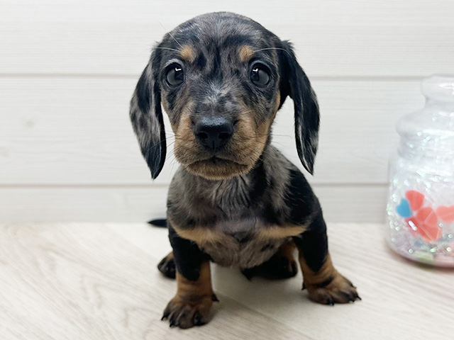 ミニチュアダックスフンド