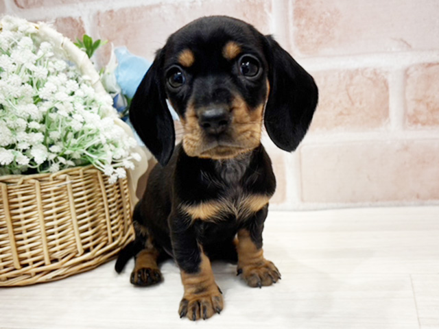 千葉県のミニチュアダックスフンド(スムース) (ペッツファースト千葉ニュータウン店/2026年1月13日生まれ/男の子/ブラックタン)の子犬