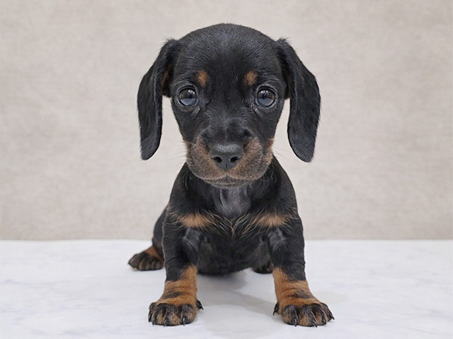 ミニチュアダックスフンド