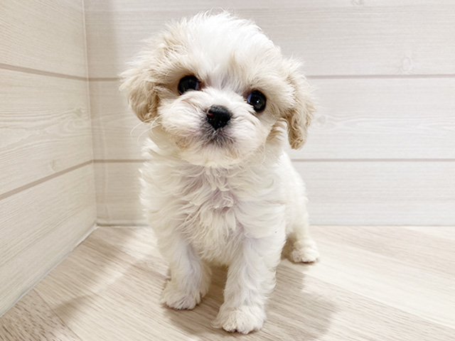 東京都のハーフ犬・ミックス犬 (ペッツファースト豊洲店/2026年1月13日生まれ/男の子/ブレンハイム)の子犬の1枚目の画像