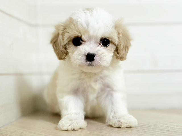 埼玉県のハーフ犬・ミックス犬 (ペッツファースト春日部店/2026年1月13日生まれ/女の子/ブレンハイム)の子犬