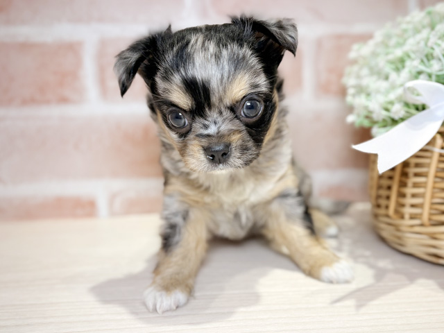 岡山県のチワワ(ロング) (ペッツファースト倉敷店/2026年1月13日生まれ/男の子/ブルーマール)の子犬