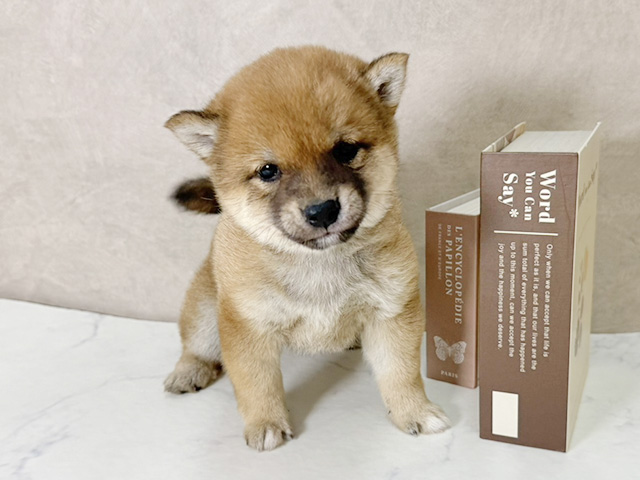 愛知県の豆柴 (ペッツファースト名古屋南店/2026年1月13日生まれ/男の子/赤)の子犬の1枚目の画像
