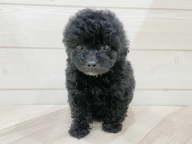 福岡県のトイプードル(タイニー) (ペッツファースト福岡天神店/2026年1月12日生まれ/女の子/ブラック)の子犬の1枚目の画像