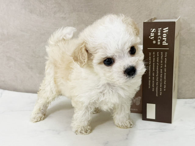 愛知県のビションプー(ビションフリーゼ×プードル) (ペッツファースト名古屋南店/2026年1月13日生まれ/女の子/アプリコットホワイト)の子犬の1枚目の画像