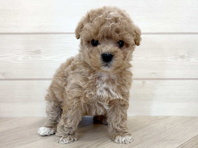 トイプードルミックス