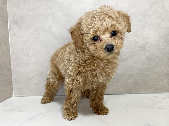千葉県のトイプードル(トイ) (ペッツファースト稲毛店/2026年1月11日生まれ/男の子/アプリコット)の子犬