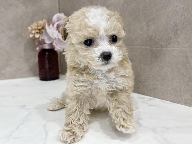 東京都のトイプードル(ティーカップ) (ペッツファースト新宿店/2026年1月13日生まれ/女の子/クリームホワイト)の子犬の1枚目の画像