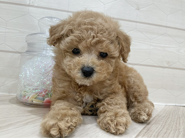トイプードル