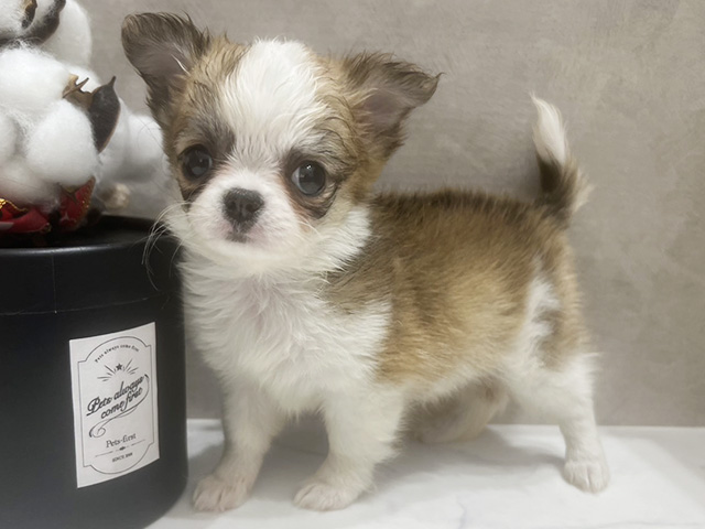 広島県のチワワ(ロング) (ペッツファースト宇品店/2026年1月13日生まれ/女の子/レッドホワイト)の子犬