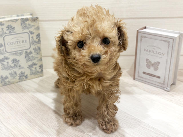 愛知県のトイプードル(ティーカップ) (ペッツファースト岡崎店/2026年1月13日生まれ/男の子/アプリコット)の子犬の1枚目の画像
